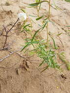 Plancia ëd Oenothera nuttallii Torr. & Gray