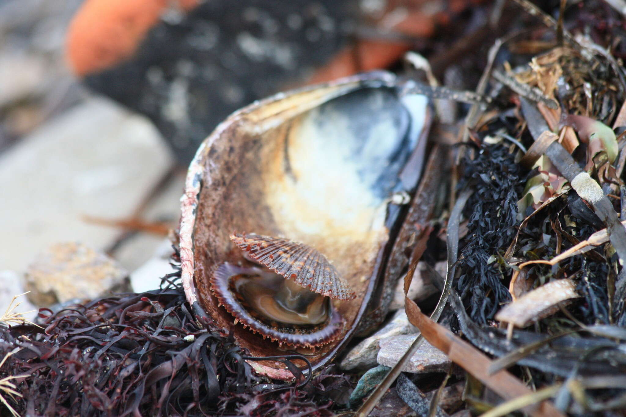 Azumapecten farreri (Jones & Preston 1904) resmi