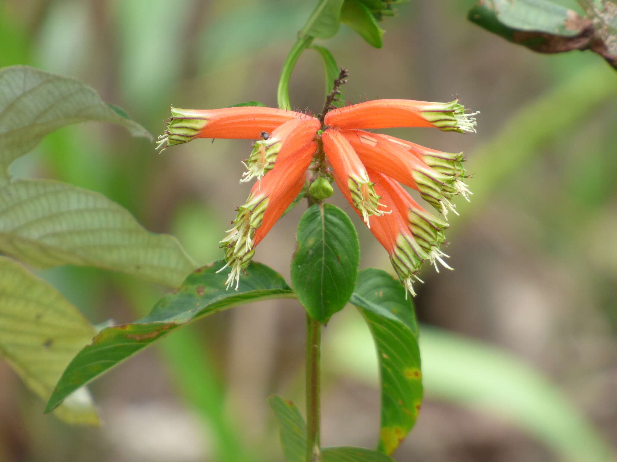 Image of Cuphea melvilla Lindl.