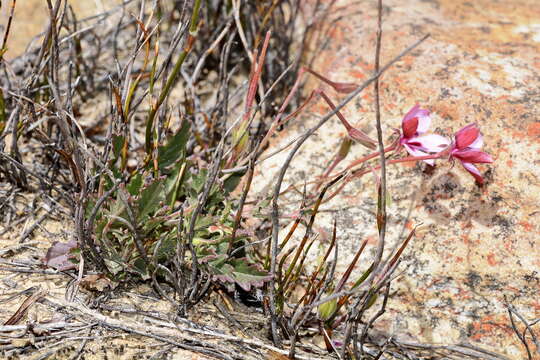 Image of Pelargonium capillare (Cav.) Willd.