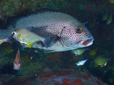 Image of Dotted sweetlips