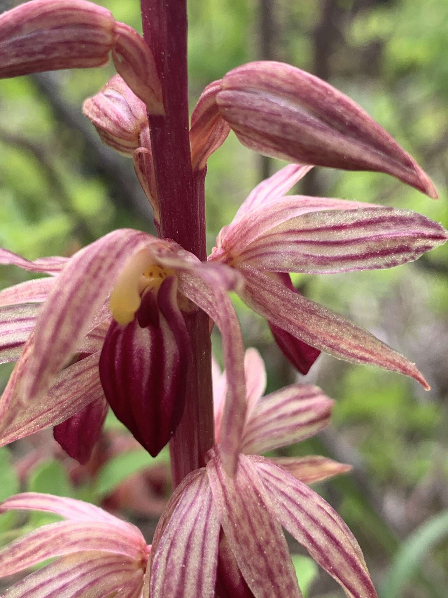 Image de Corallorhiza striata var. striata