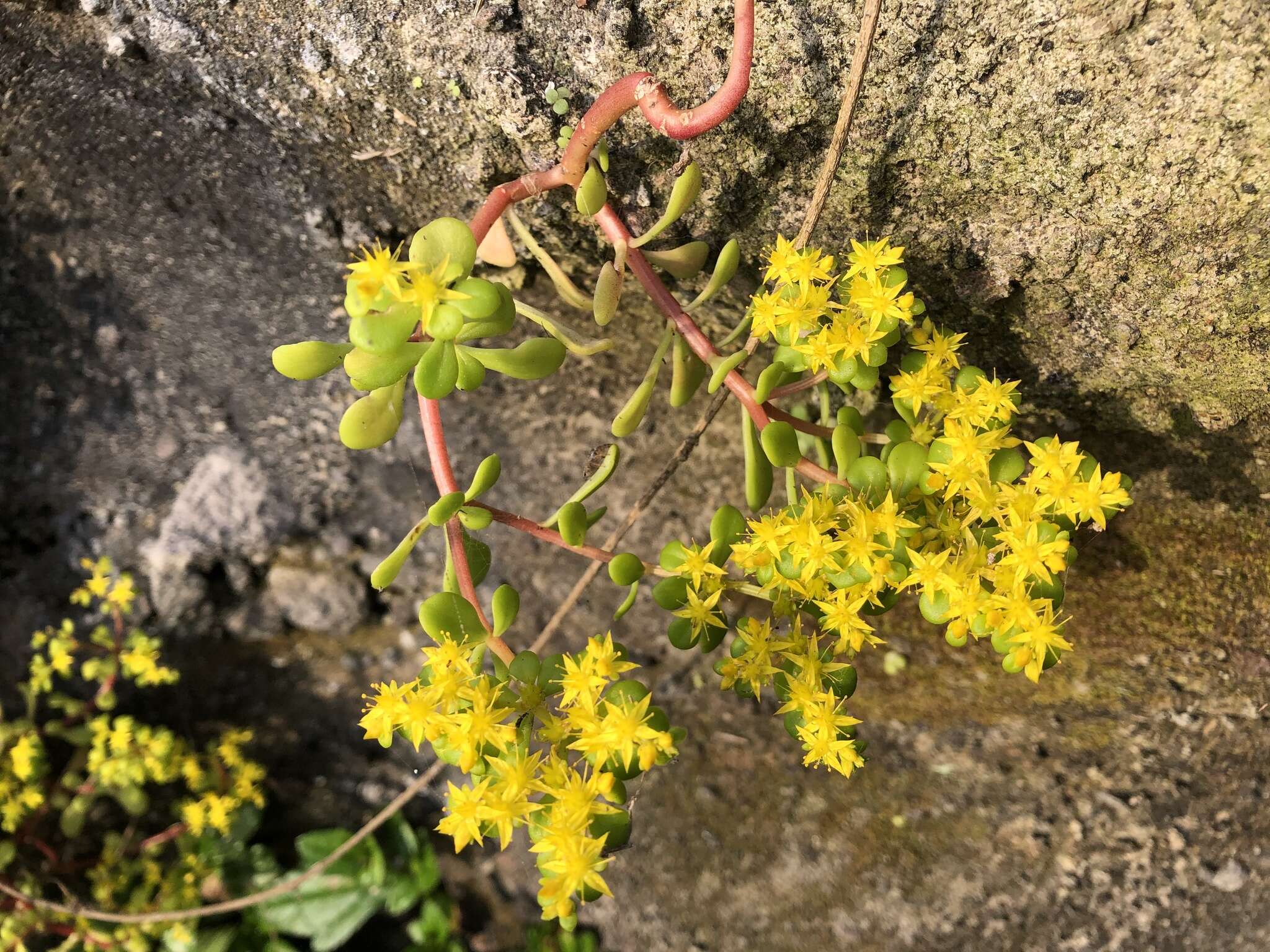 Sivun Sedum formosanum N. E. Br. kuva