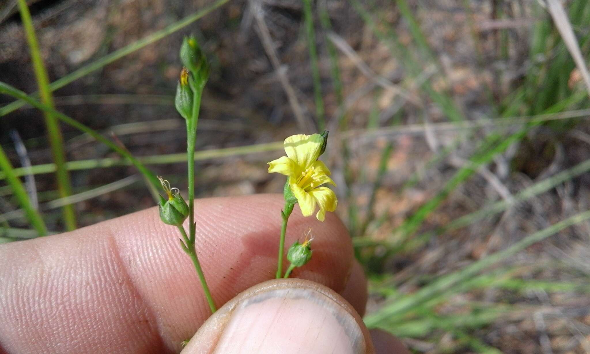 Image of Linum thunbergii Eckl. & Zeyh.