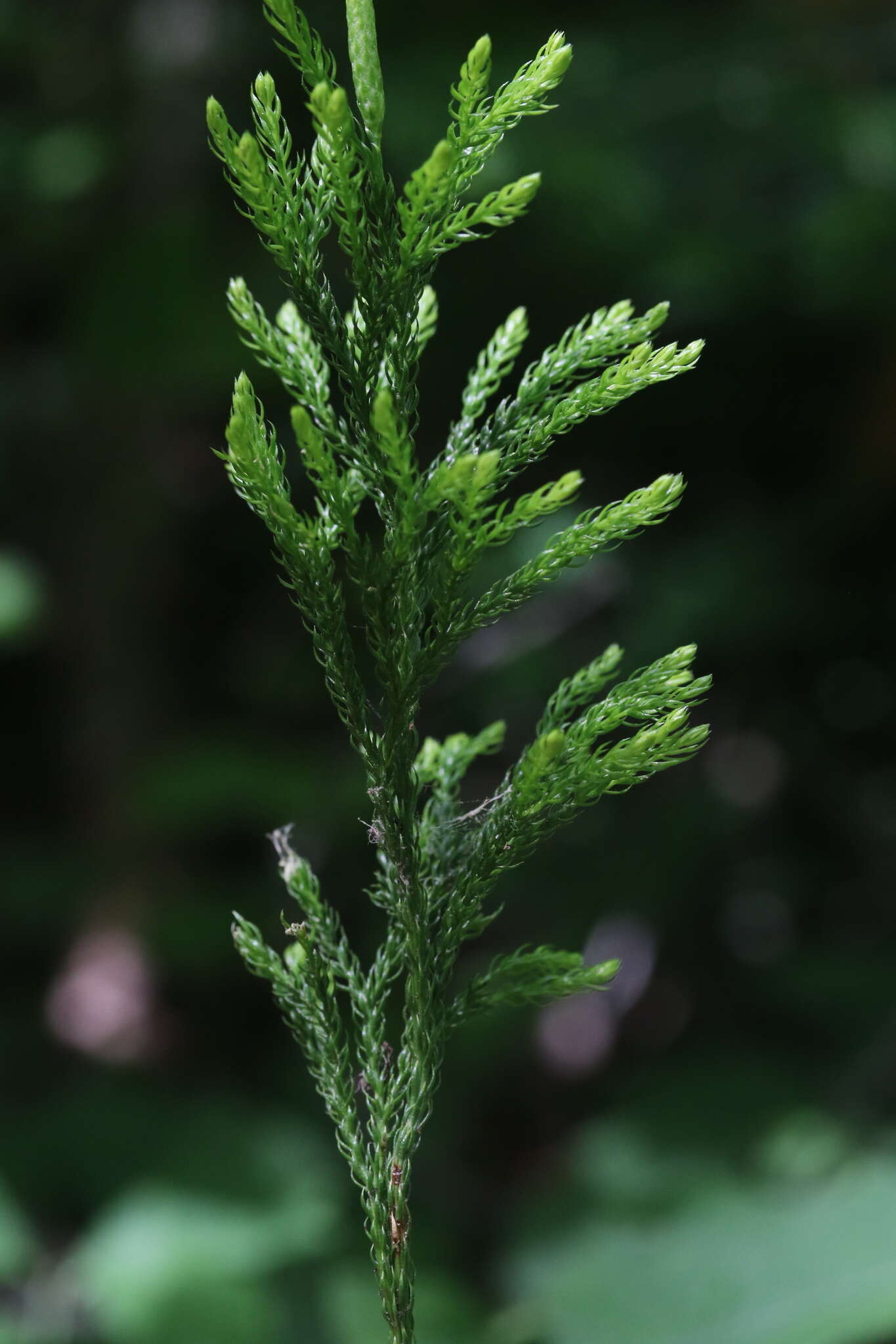 Imagem de Dendrolycopodium hickeyi (W. H. Wagner, Beitel & R. C. Moran) A. Haines