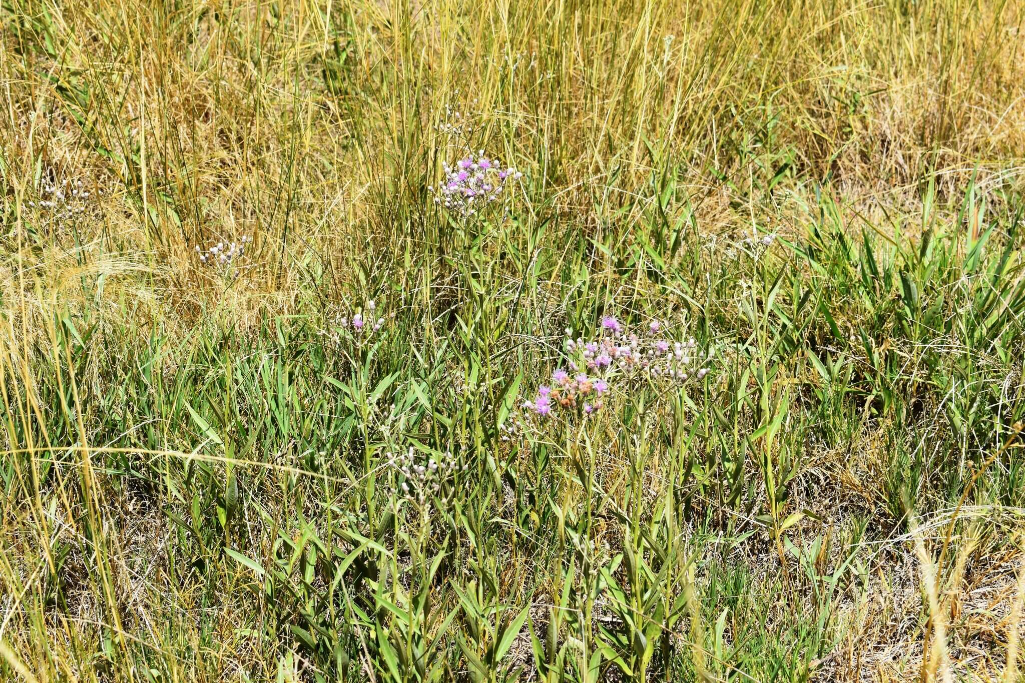 Image of Vernonia incana Less.