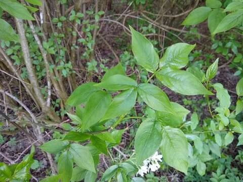 Image of Staphylea colchica Stev.