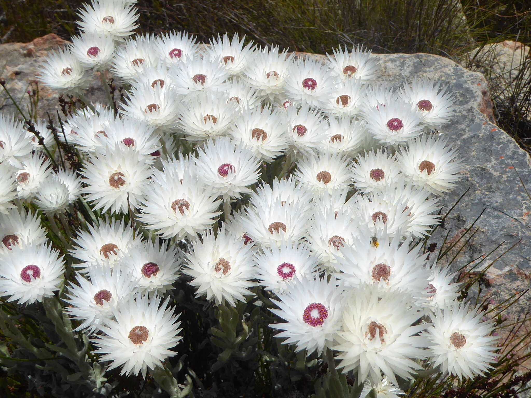 Image of Syncarpha vestita (L.) B. Nord.