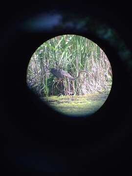 Image of Purple Heron