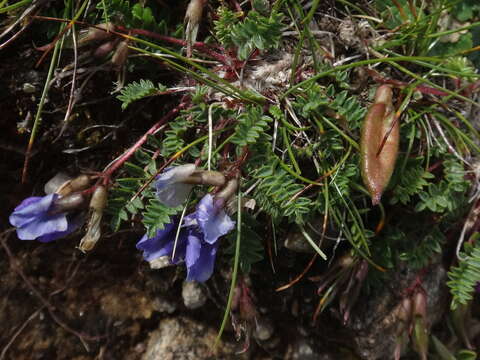 Image of Oxytropis triflora Hoppe