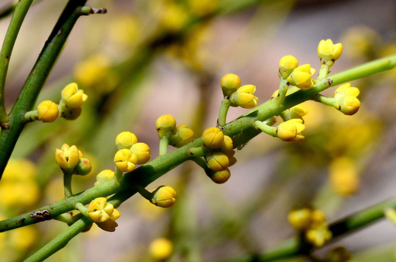 Image of Choretrum glomeratum var. chrysanthum (F. Müll.) Benth.