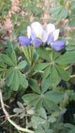 صورة Lupinus bogotensis Benth.