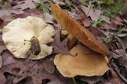 Image of Hypsizygus ulmarius (Bull.) Redhead 1984