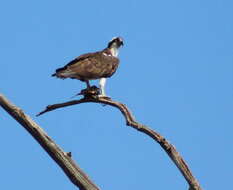 Image of ospreys