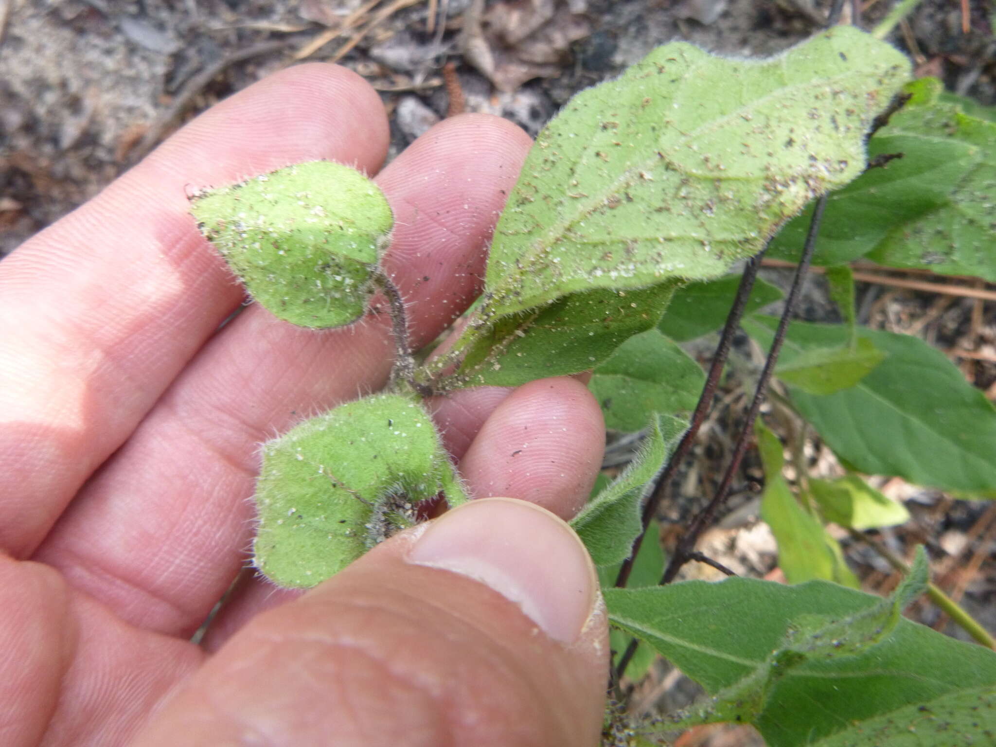 Image of sword groundcherry