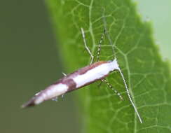 Imagem de Argyresthia pruniella Clerck 1759