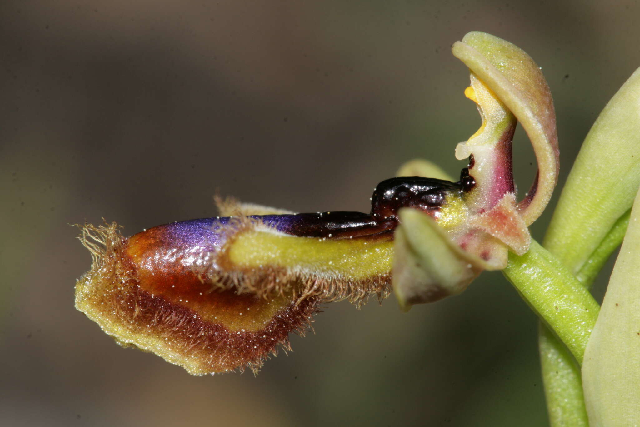 صورة Ophrys speculum subsp. regis-ferdinandii (Acht. & Kellerer ex Renz) Soó