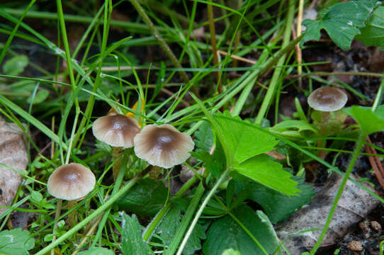 Image of Meottomyces dissimulans (Berk. & Broome) Vizzini 2008