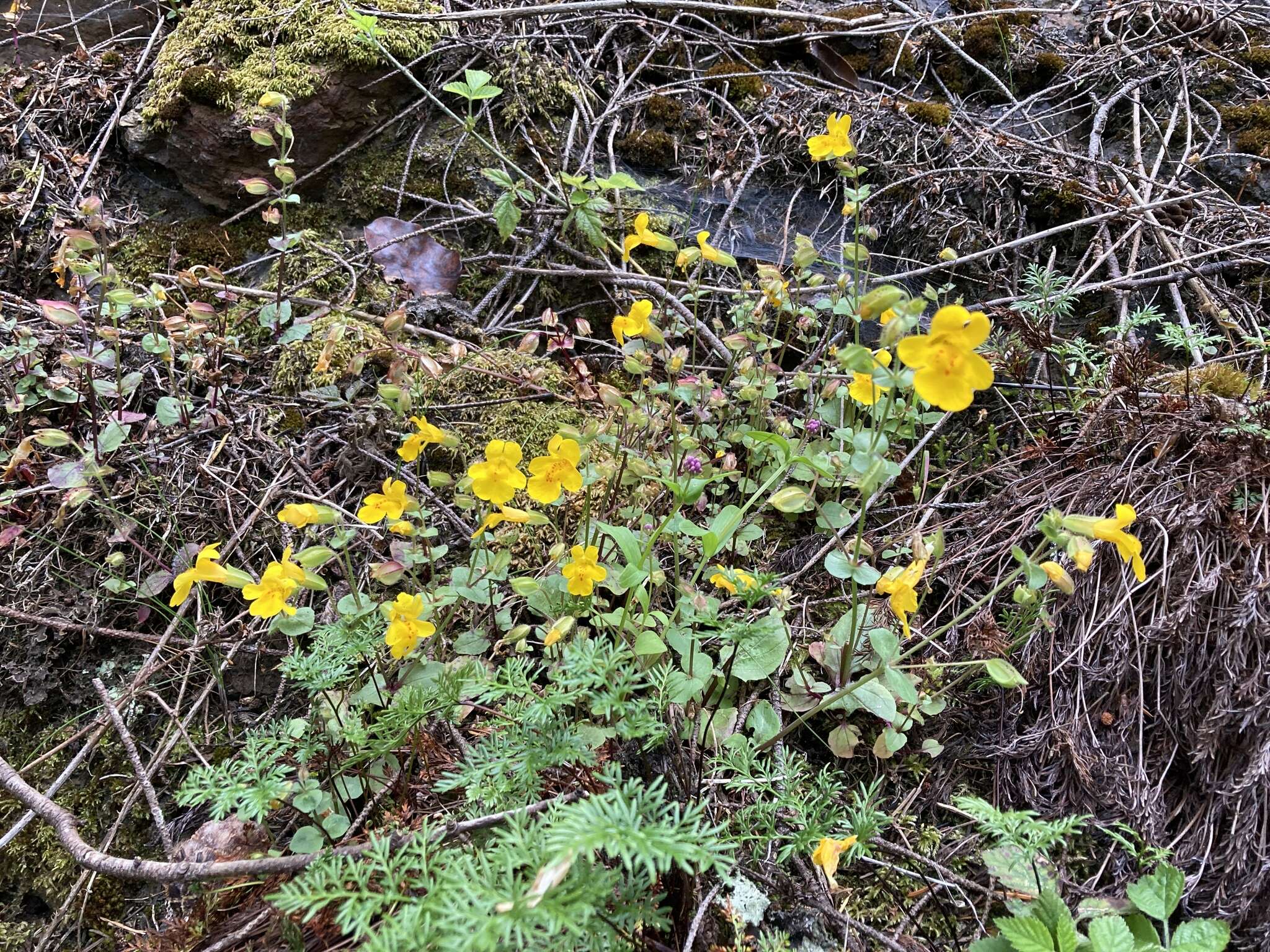 Image of widecalyx monkeyflower