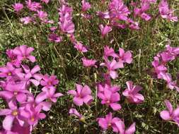 Image of Oxalis hispidula Zucc.