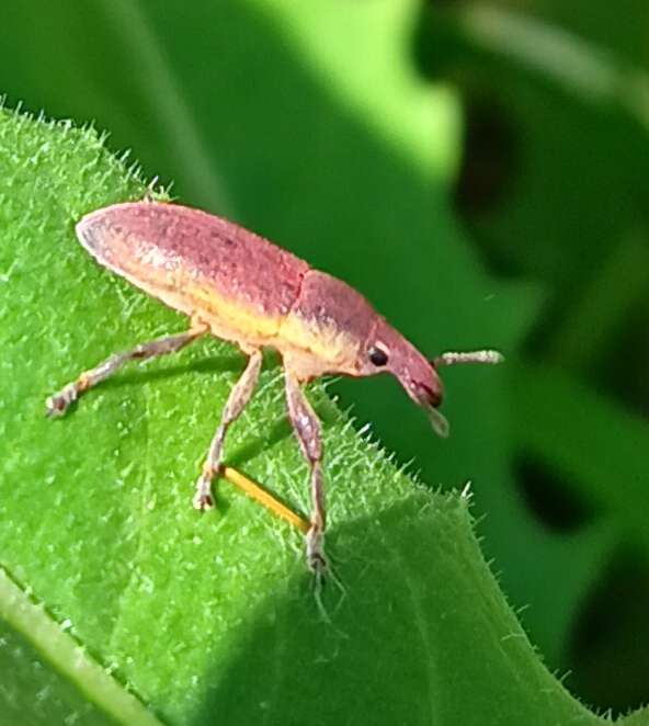 Слика од Lixus angustus (Herbst 1795)