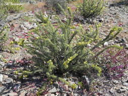 Image of Oxalis virgata Rusby