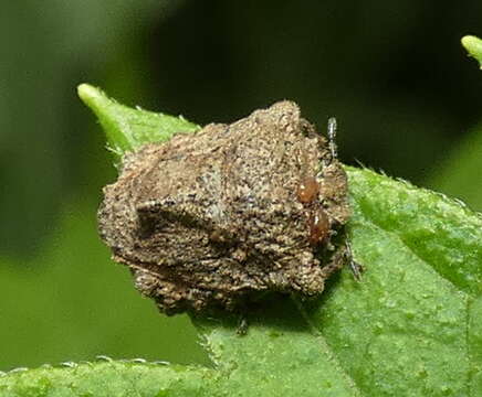 Image of Cyrtocoris White 1842