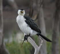 Image of Dwarf cormorants