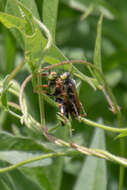 Image of Tachytes distinctus F. Smith 1856