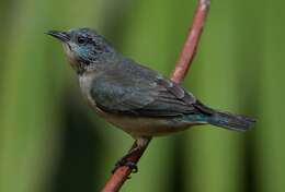 Image of Black-legged Dacnis