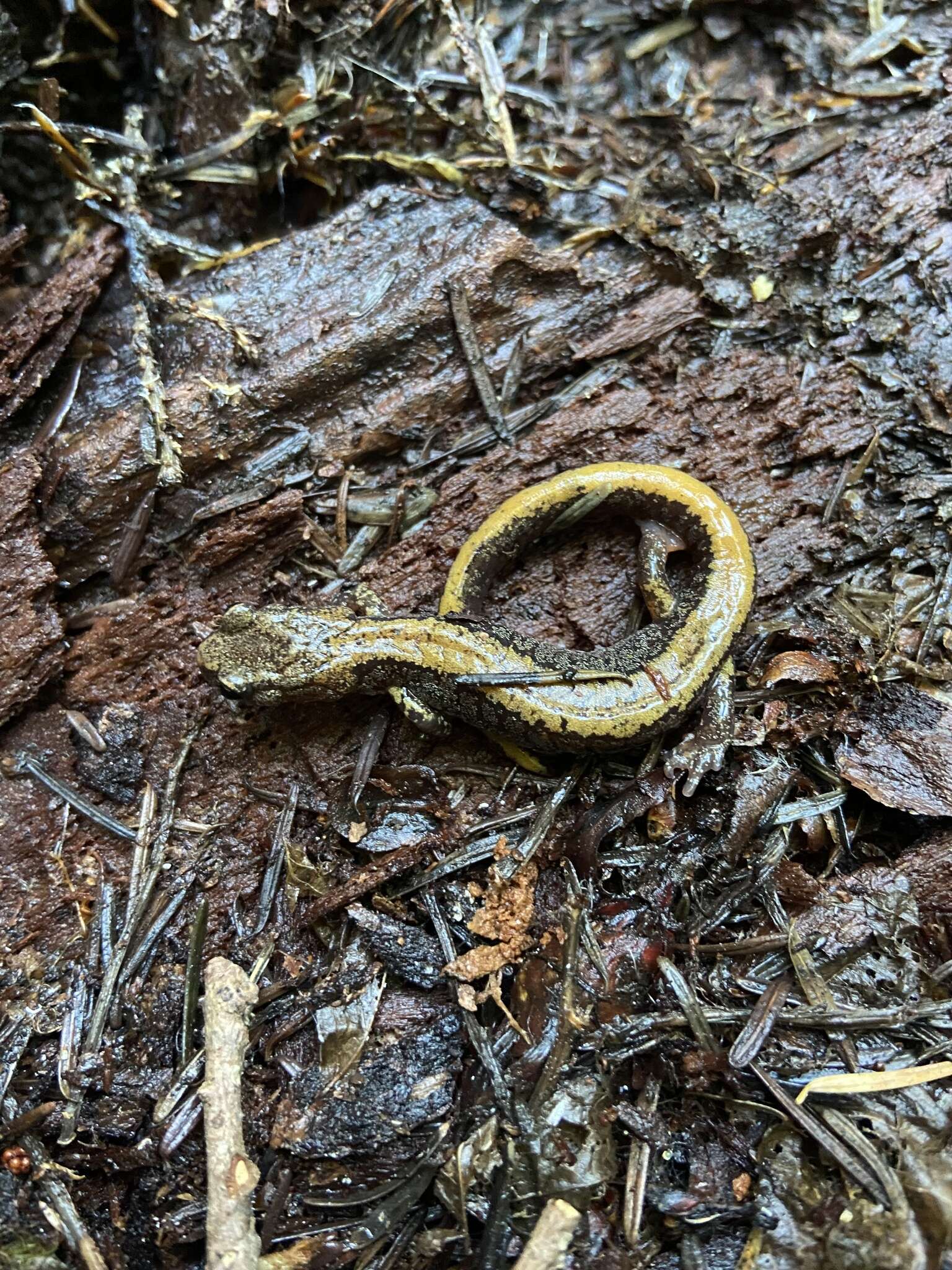 Image of Larch Mountain salamander