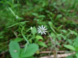 Image of longleaf starwort