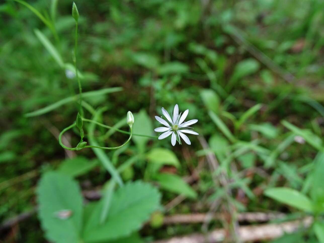 Image of longleaf starwort