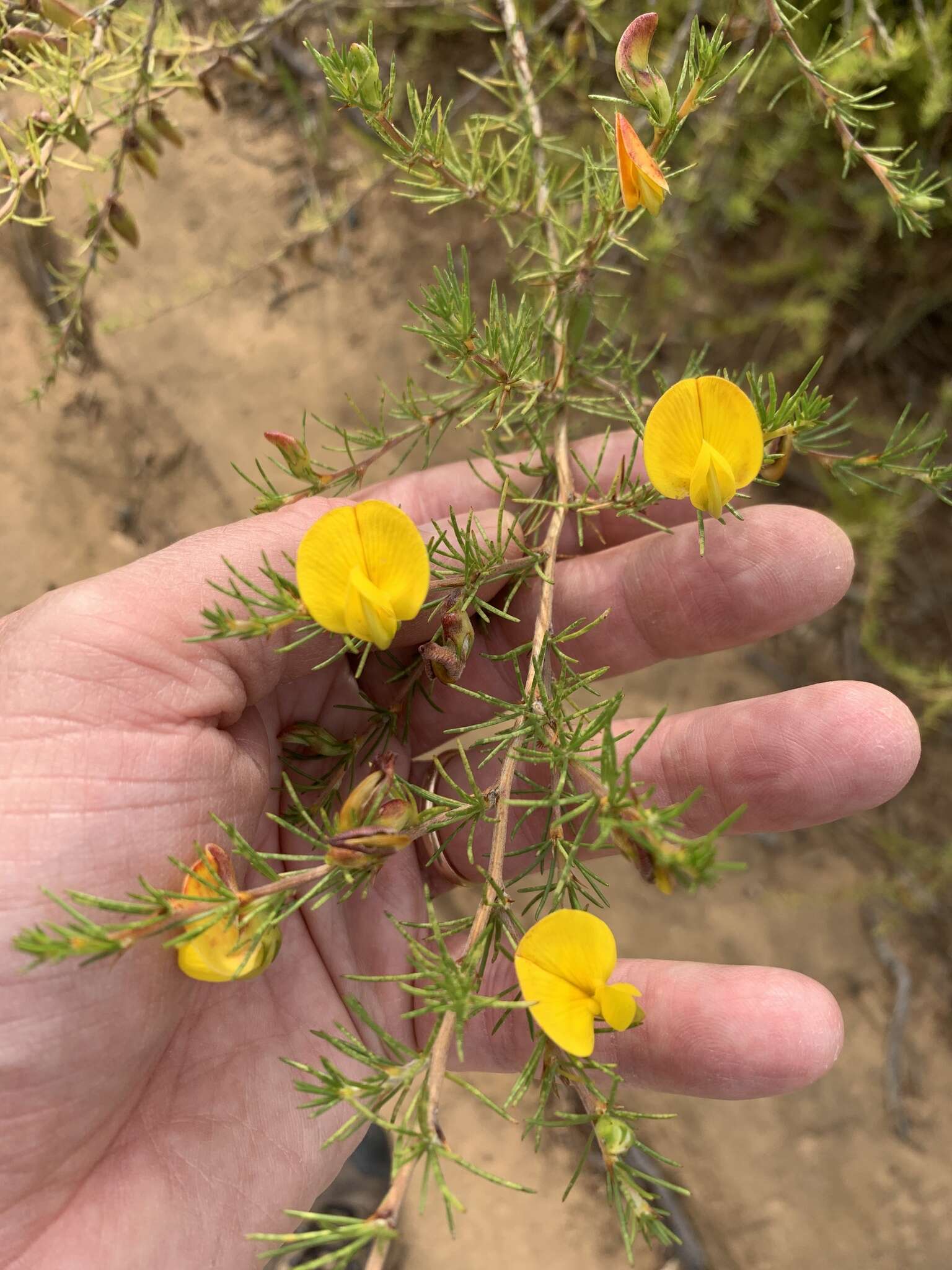 Image of Aspalathus uniflora L.