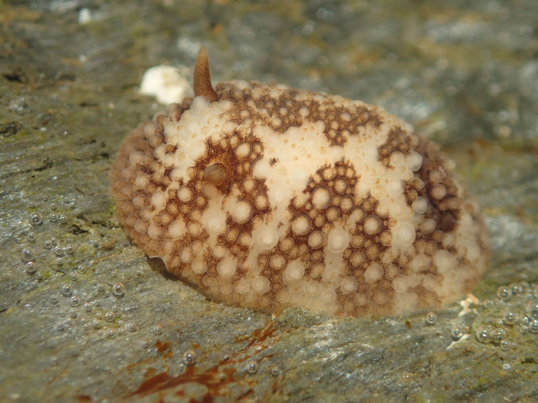 Image of barnacle-eating onchidoris