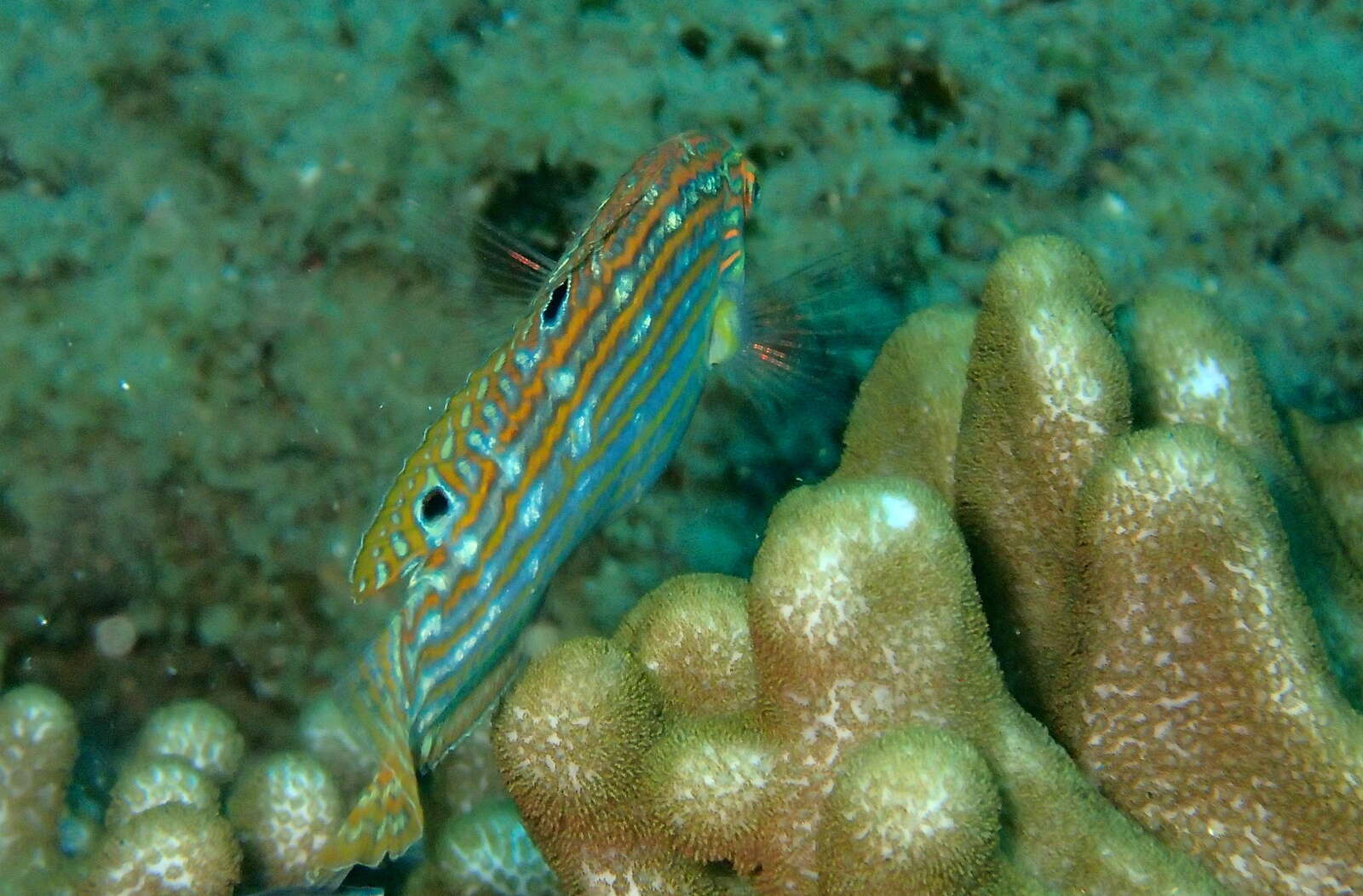 Image of Adorned wrasse