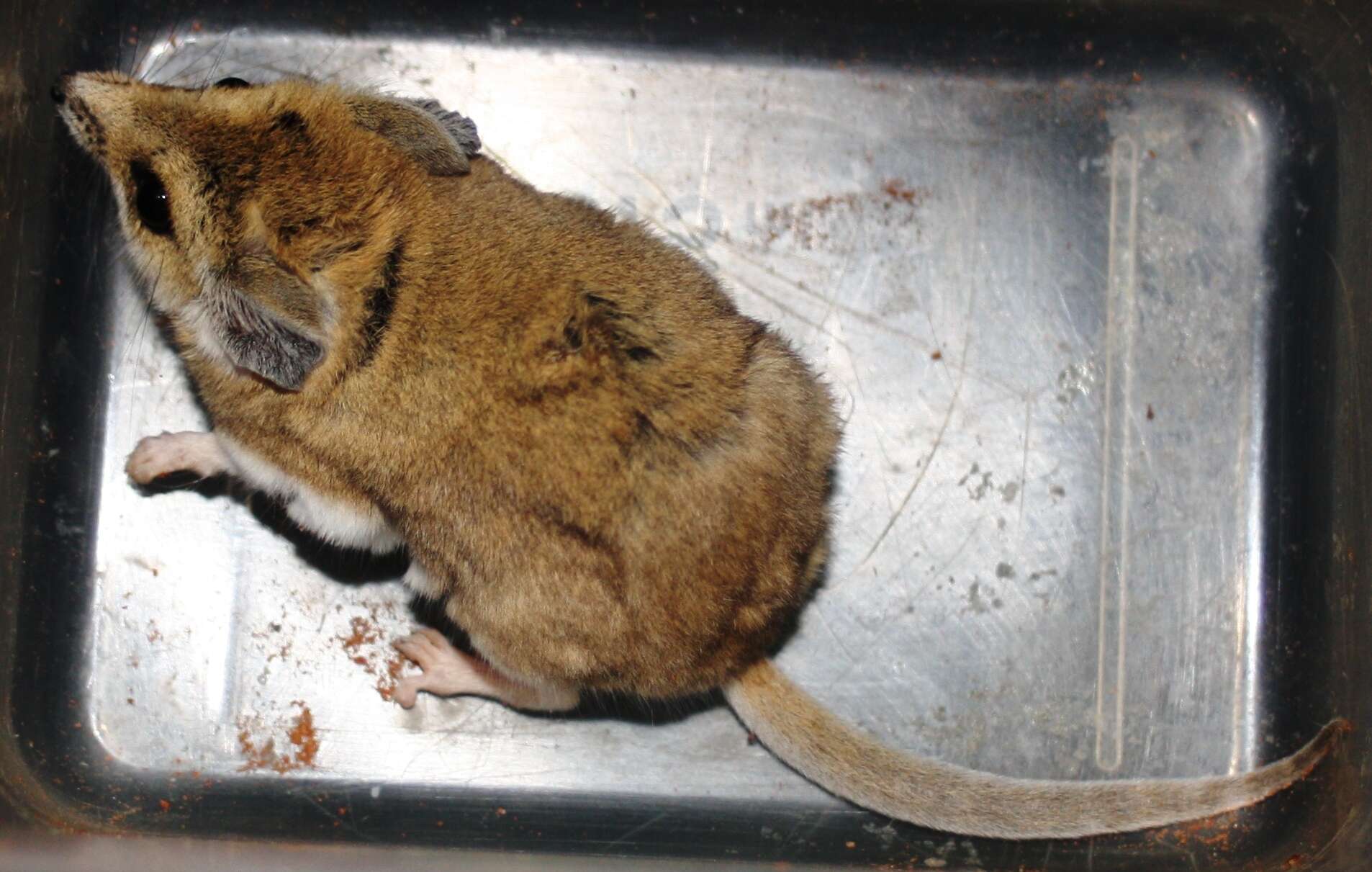 Image of Fat-tailed Dunnart