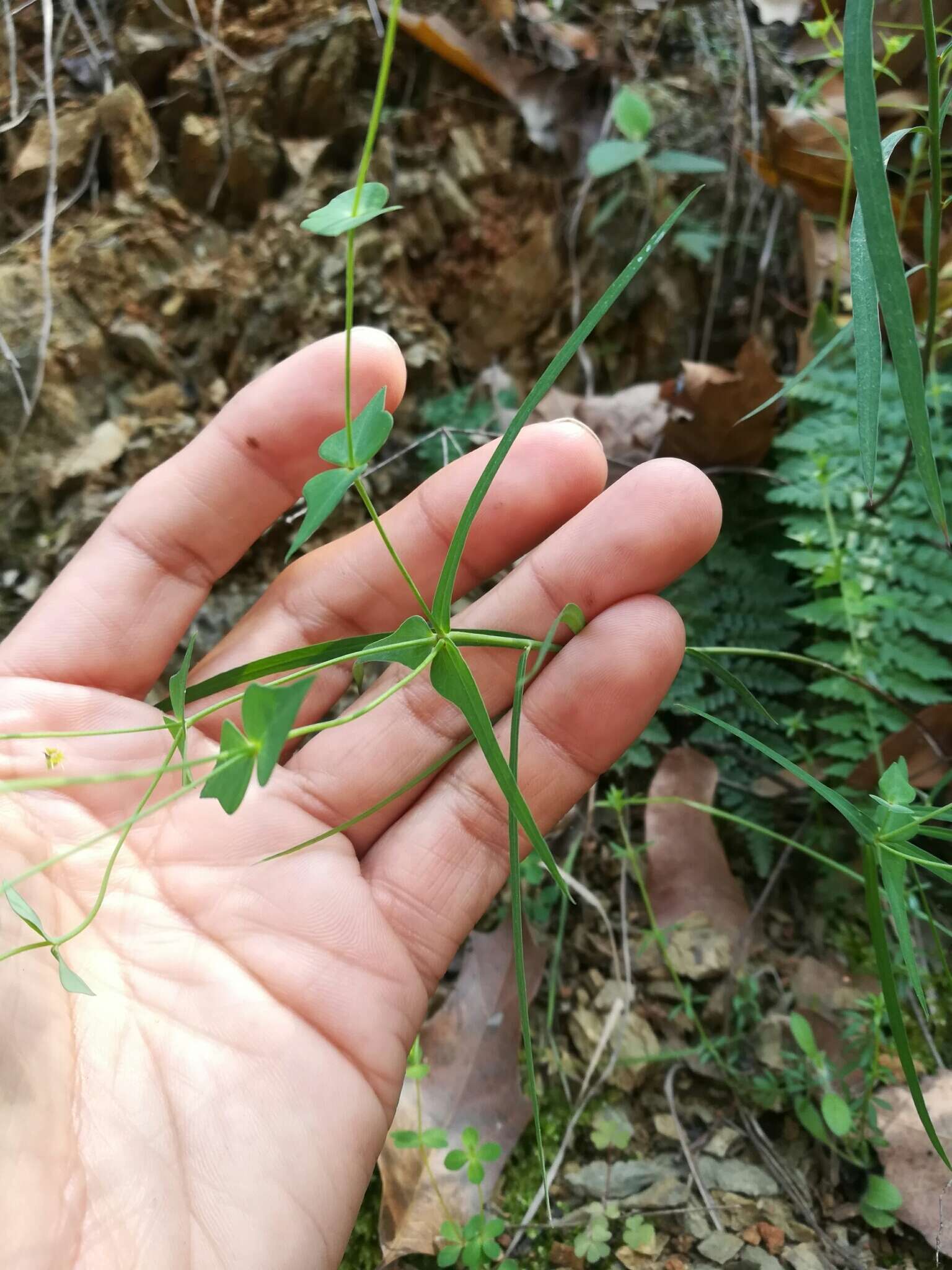 Image of Euphorbia greggii Engelm. ex Boiss.