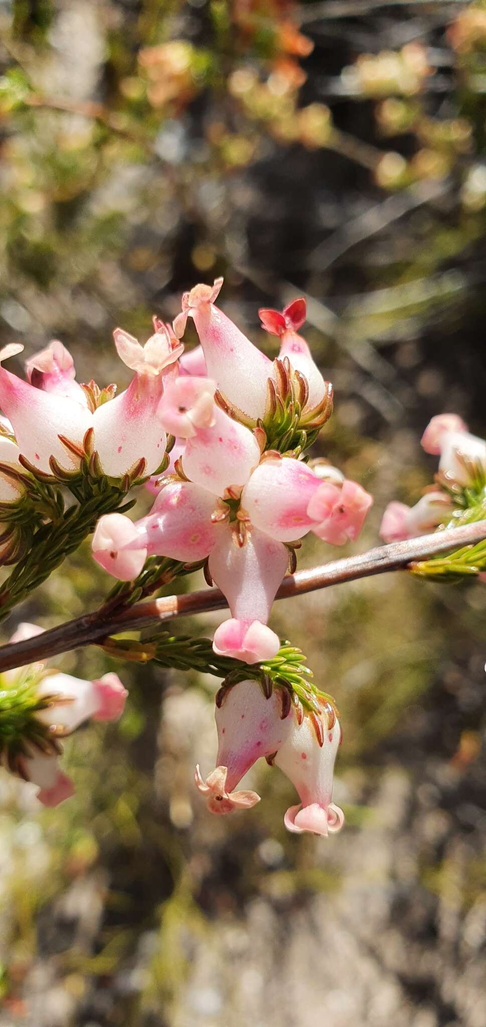 Image of Erica denticulata L.