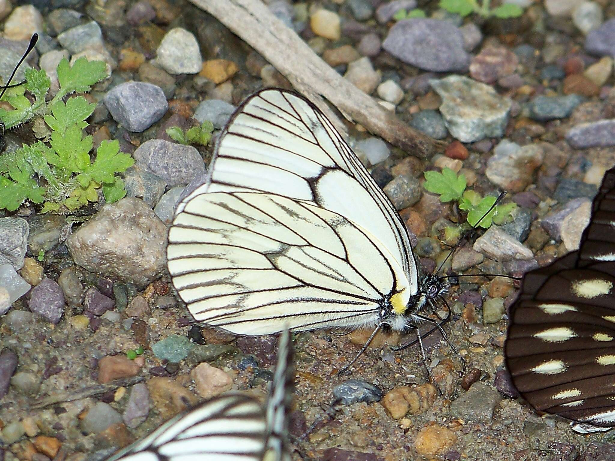 Image de Aporia delavayi (Oberthür 1890)