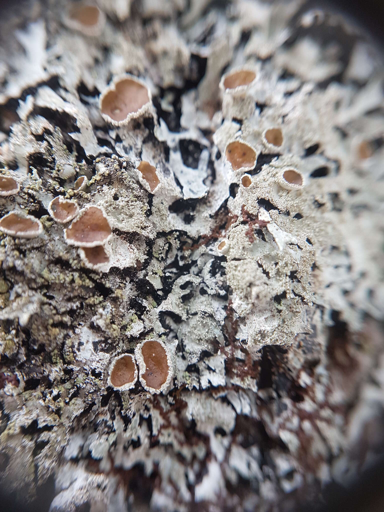 Image of shield lichen