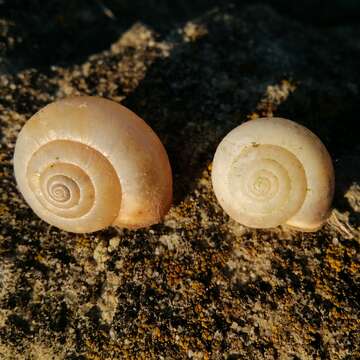 Image of Carthusian snail