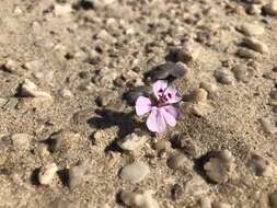 Image of Pelargonium sibthorpiifolium Harv.