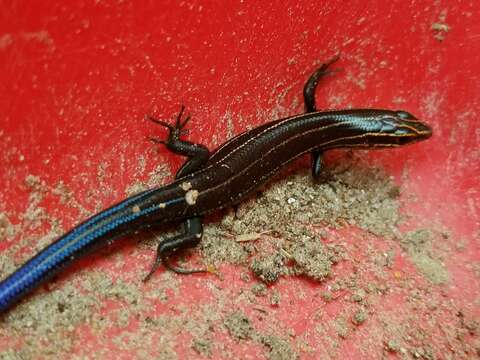 Image of Southeastern Five-lined Skink