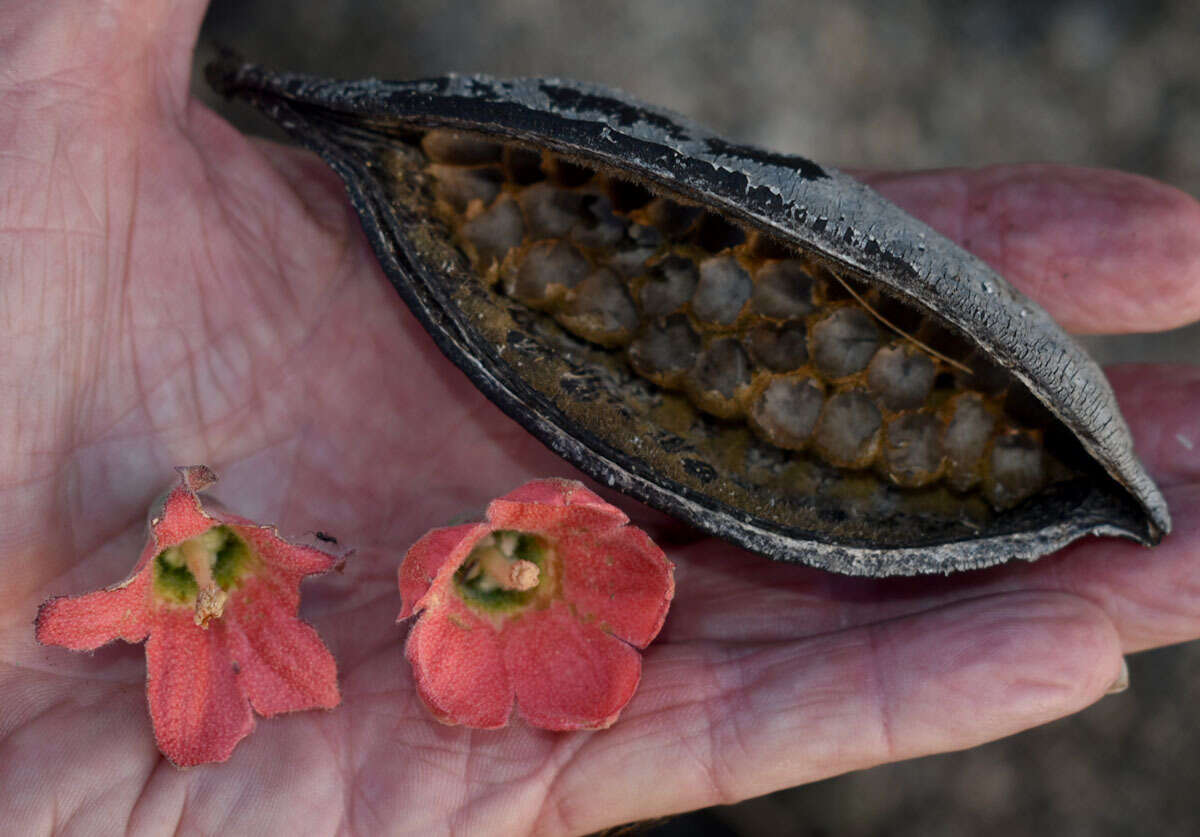 Imagem de Brachychiton chillagoensis G. P. Guymer