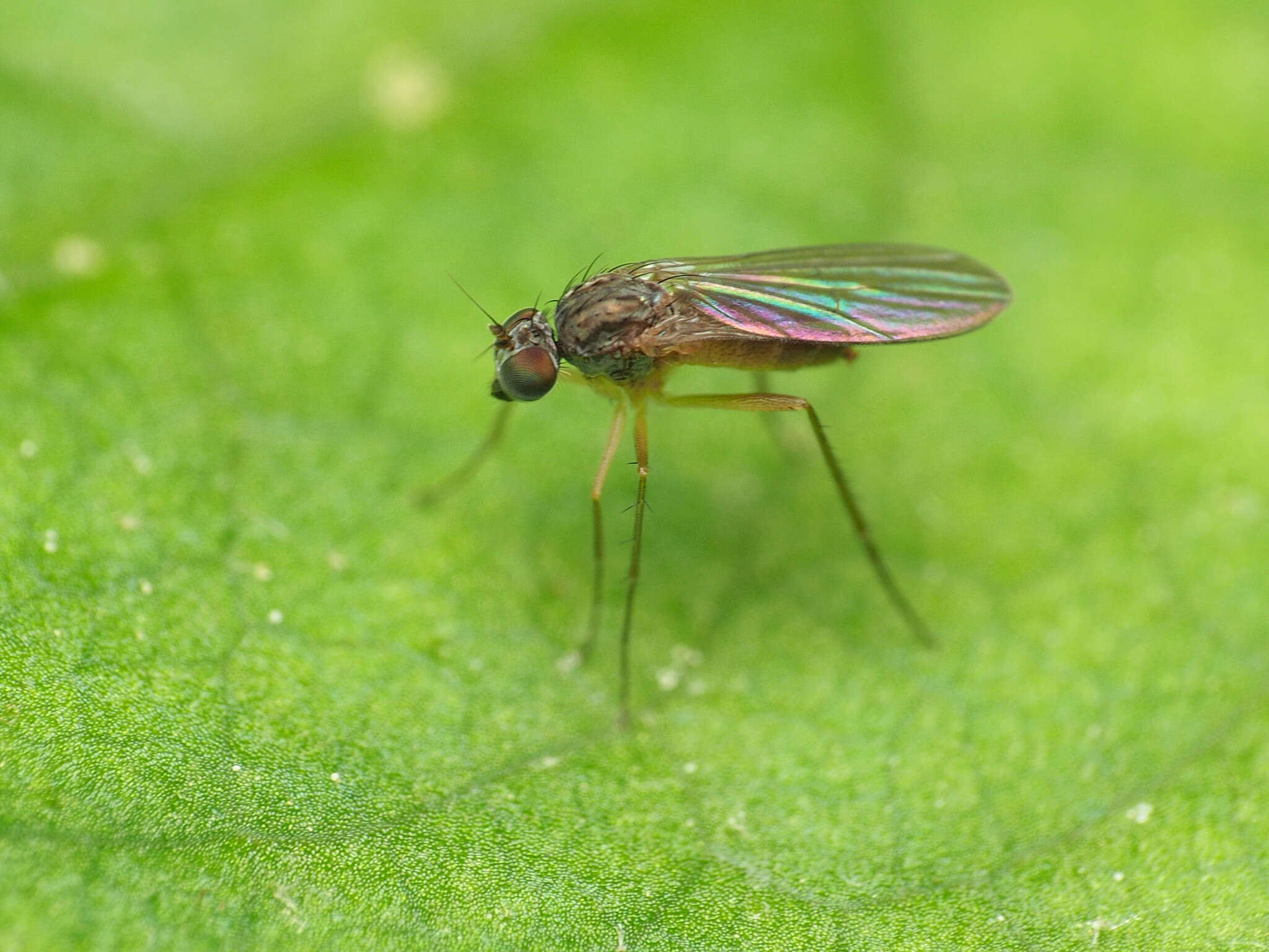 Imagem de Sympycnus lineatus Loew 1861