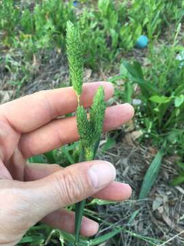 Image of Carolina canarygrass