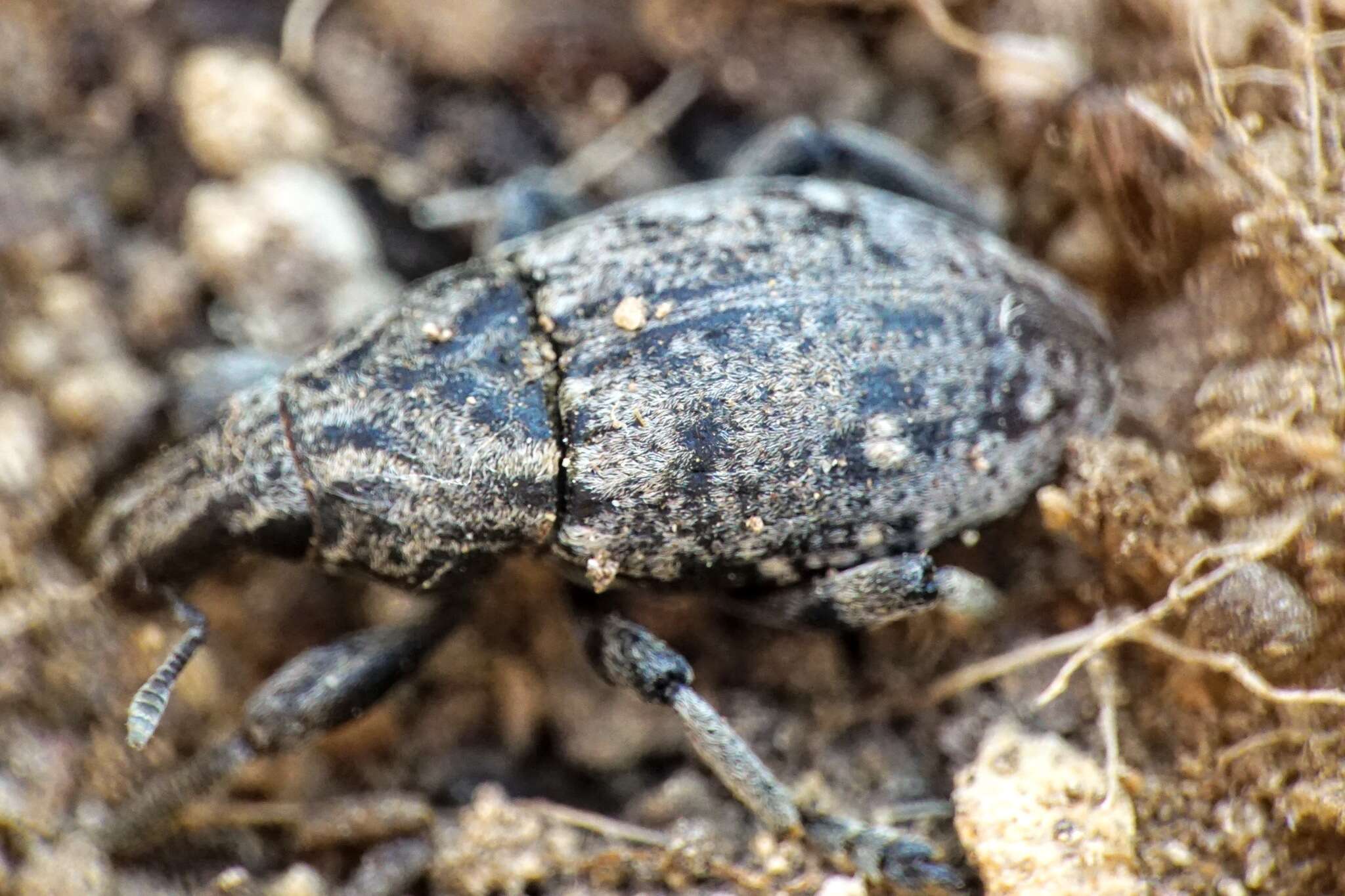 Image of Leucophyes pedestris