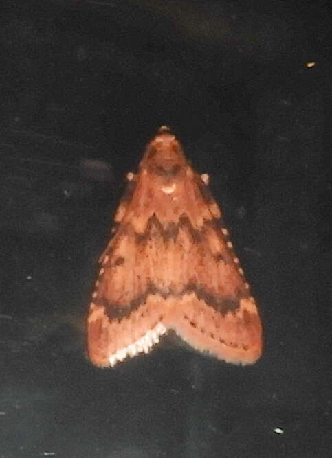 Image of Pink-masked Pyralid Moth