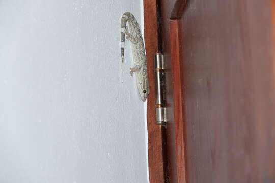 Image of Spotted Caribbean Gecko